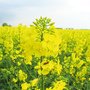 Насіння ріпаку